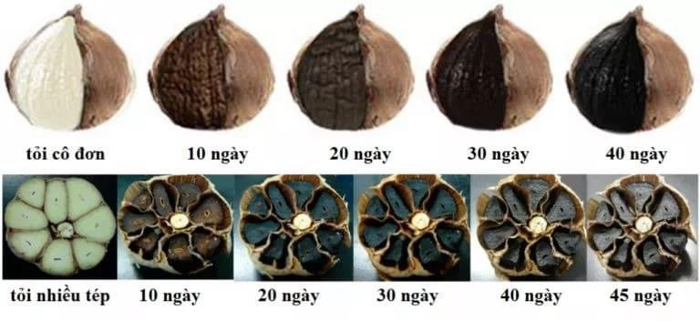 Toi den Black garlic ( nguyen lieu China, san xuat tai Korea)