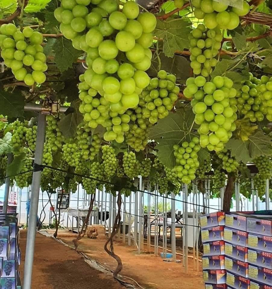 Thach nho mẫu mới (60 gói )