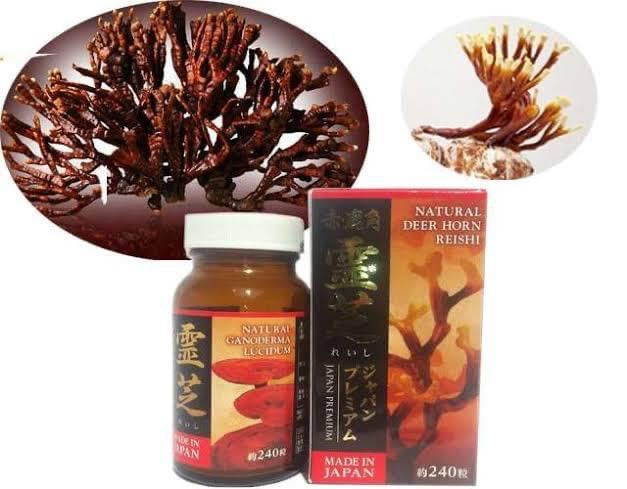 Linh chi đỏ sừng hươu Natural Deer horn Reishi