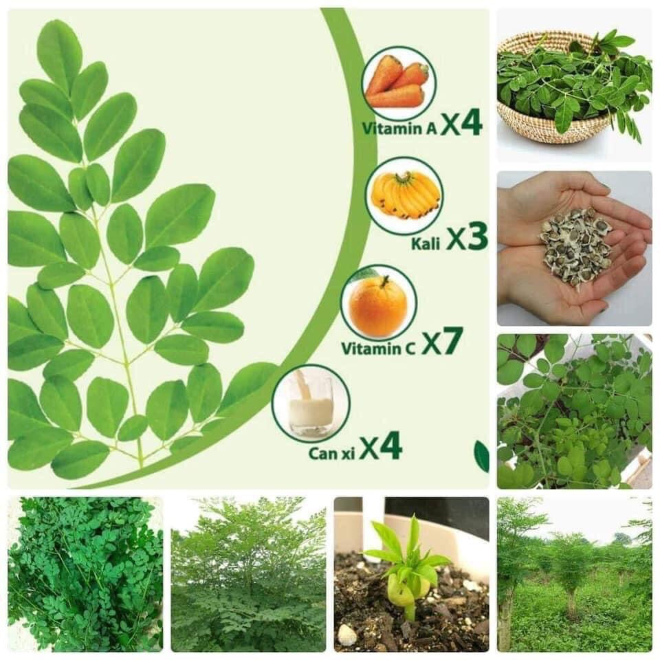 Thần dược moringa panacea