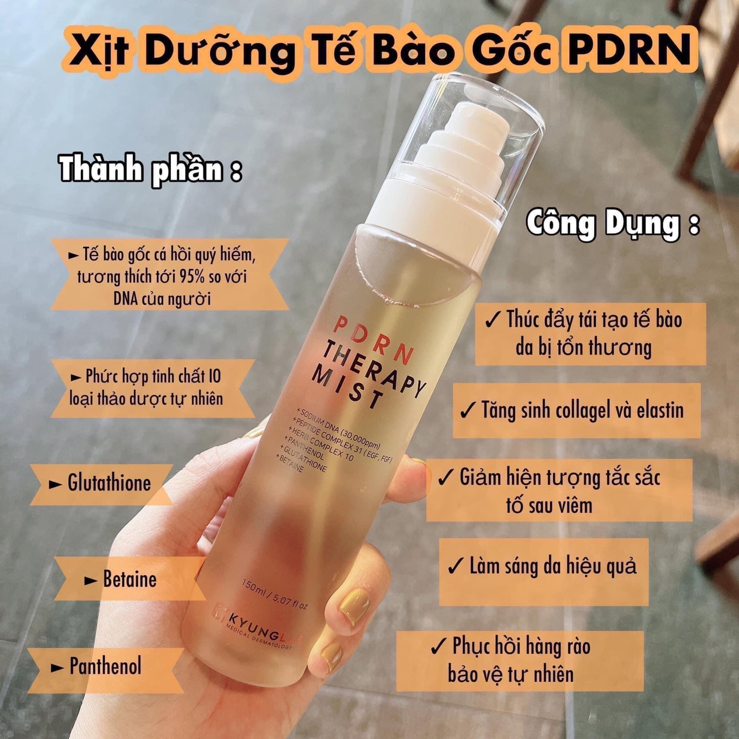 Xit te bao goc Kyunglab
