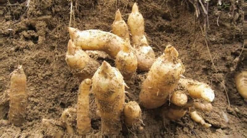 Bot ngu coc cu tu hanh nhan (50 gói)